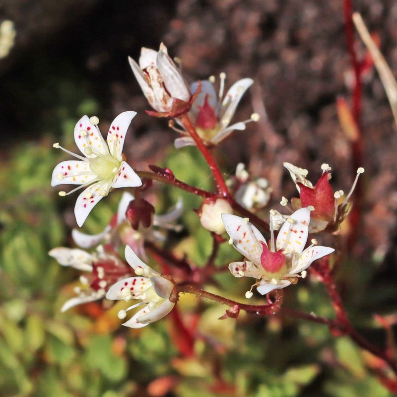 Saxifrage