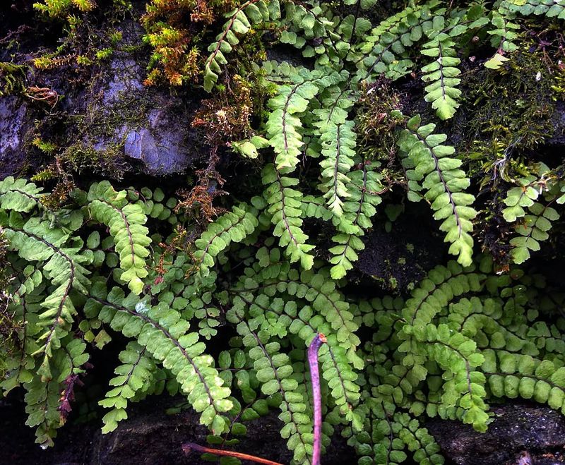 Maidenhair Spleenwort (Asplenium trichomanes)