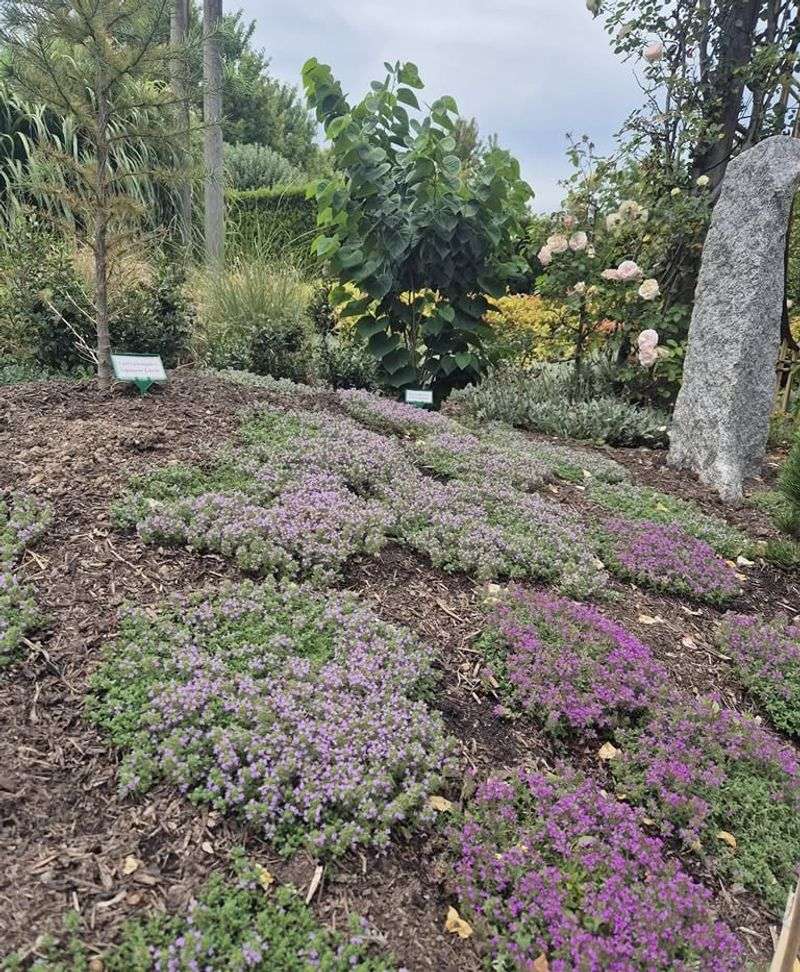 Elfin Thyme