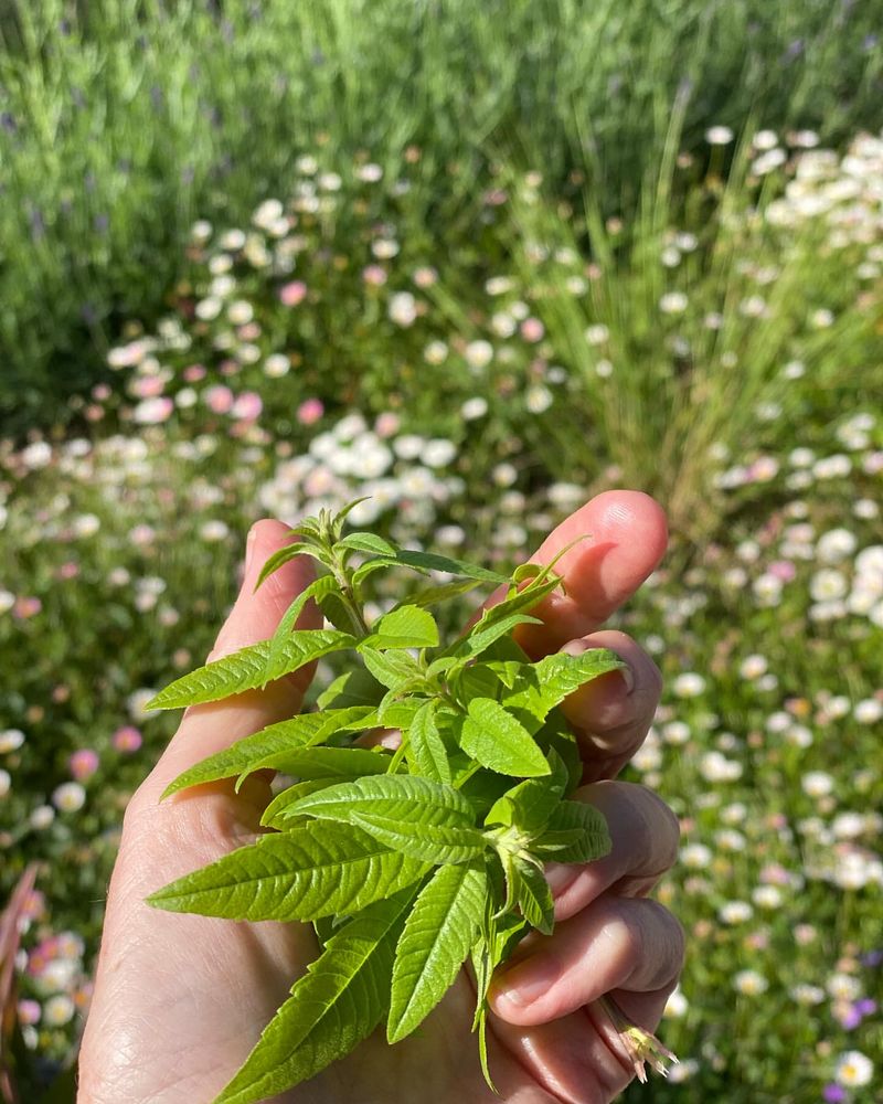 Lemon Verbena