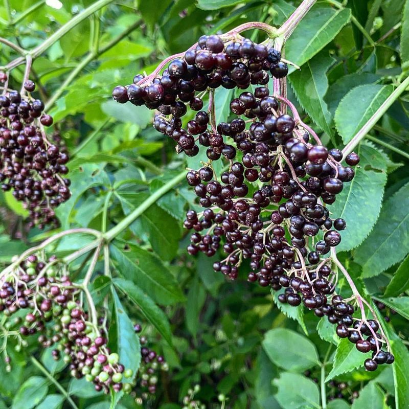 Elderberries