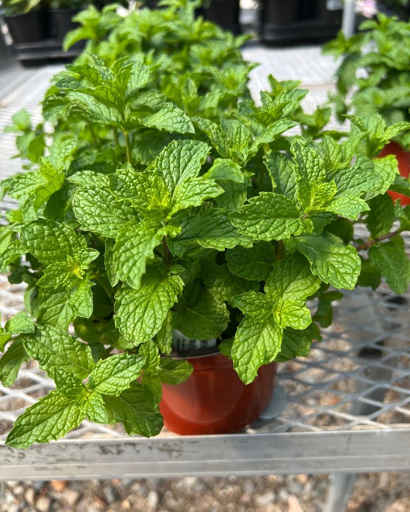 Mint Varieties