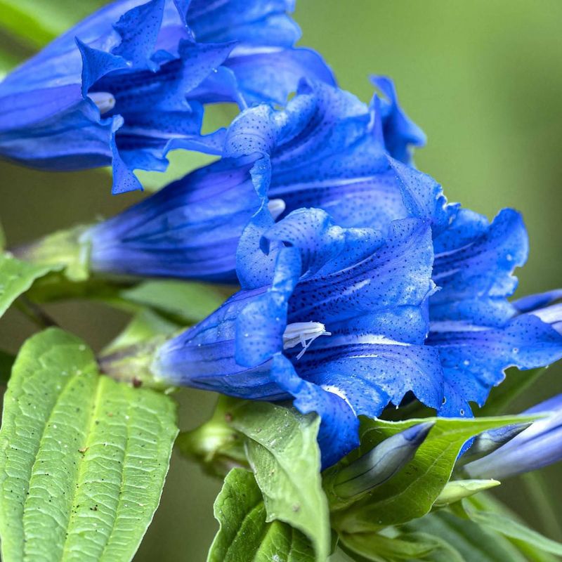 Gentian