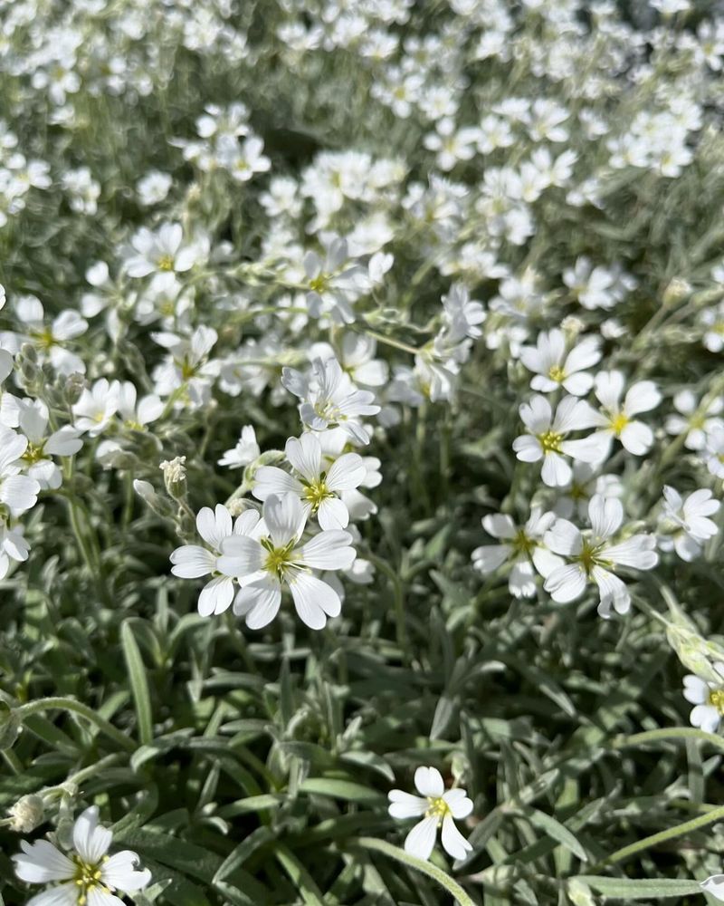 Snow-In-Summer
