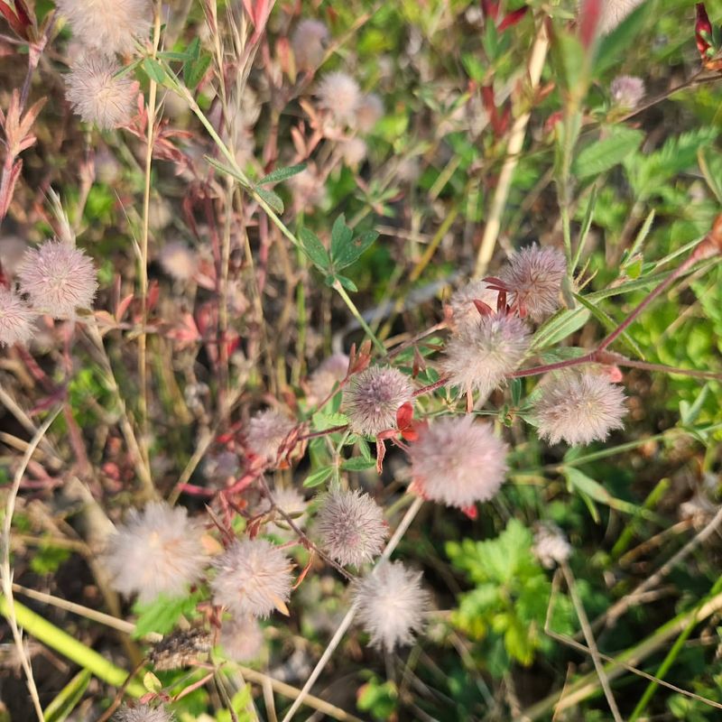 Strawberry Clover