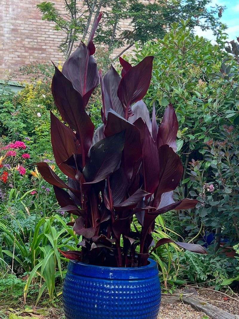 Burgundy Cannas