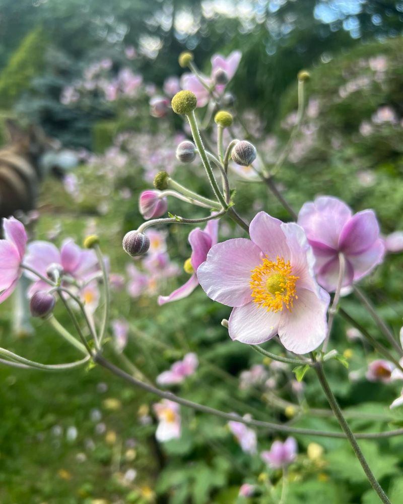 Japanese Anemones