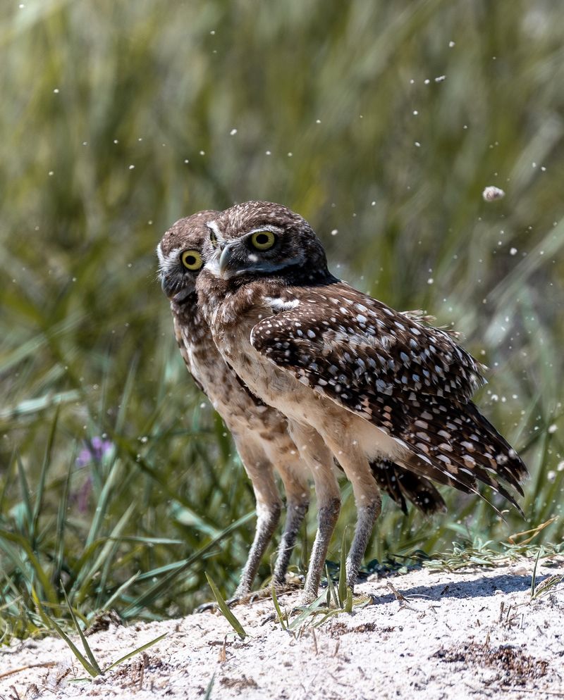 Burrowing Owl