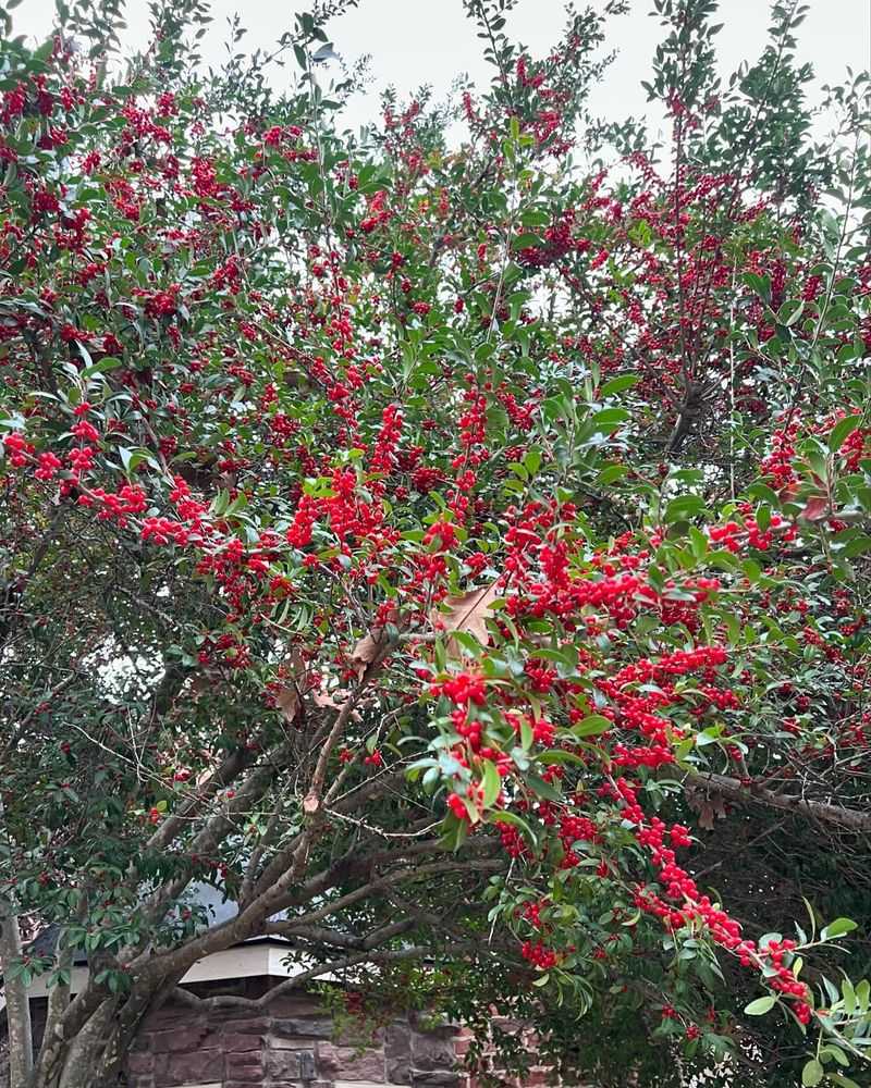 Yaupon Holly Hedgerow