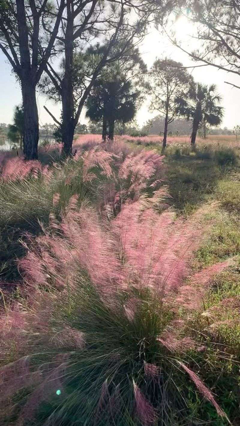 Gulf Coast Muhly Grass (Muhlenbergia capillaris)