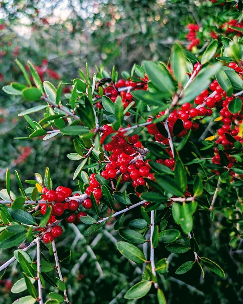 Yaupon Holly (Ilex vomitoria)