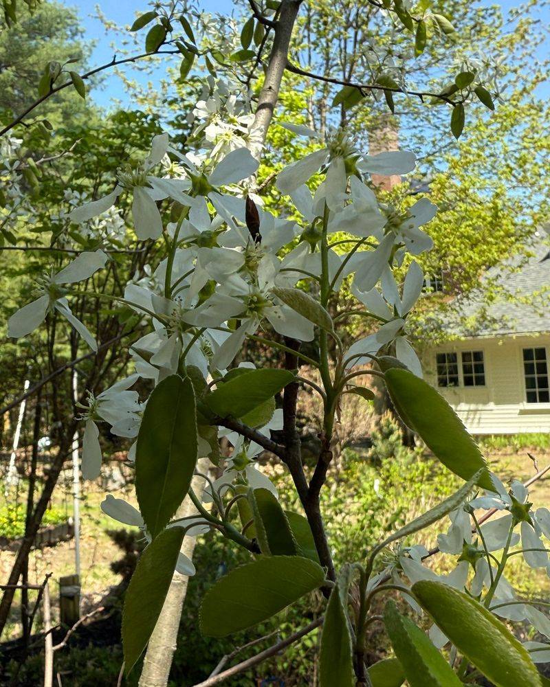 Serviceberry Screens