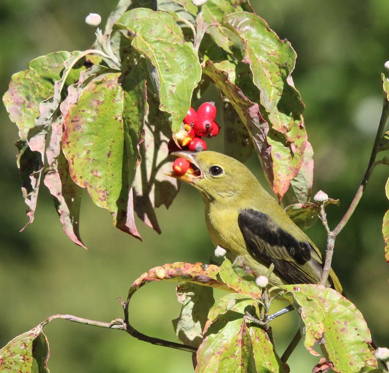 Dogwood Trees And Their Fall Berries