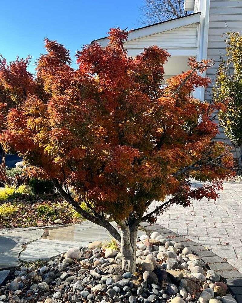 Japanese Maple