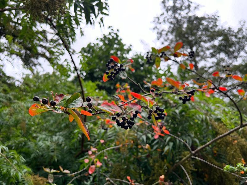 Black Chokeberry