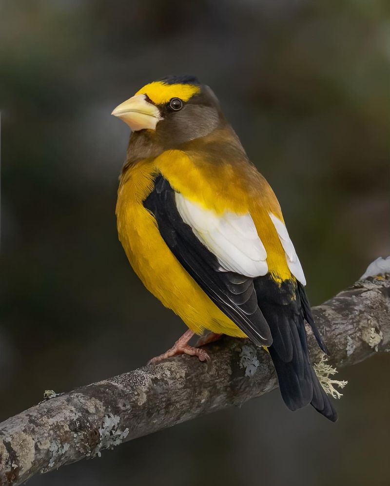 Evening Grosbeak