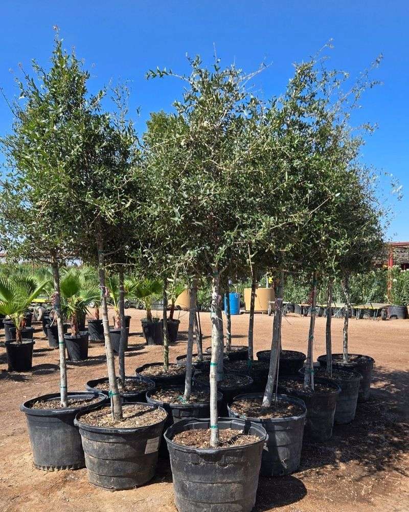 Southern Live Oak