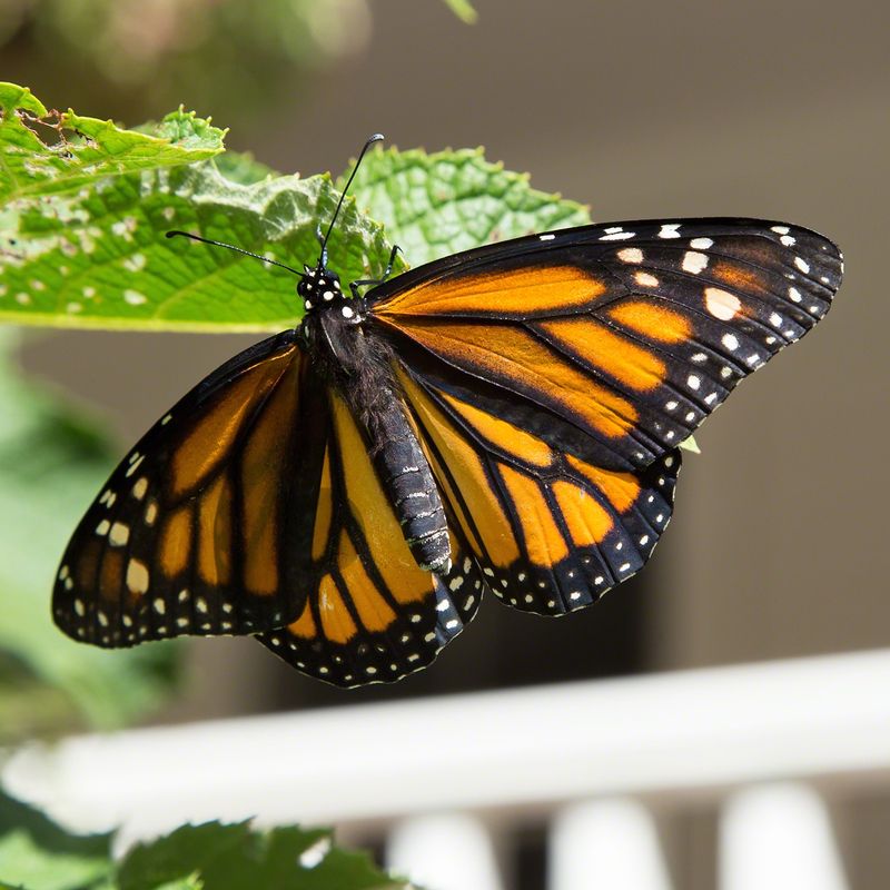 Monarch Butterfly
