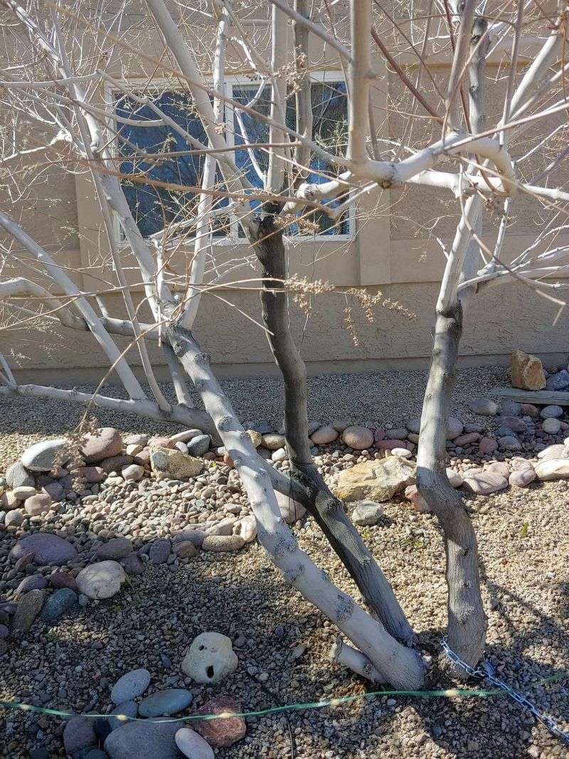 Vitex (Chaste Tree)