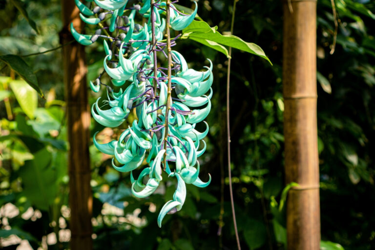 A jade vine (featured image)