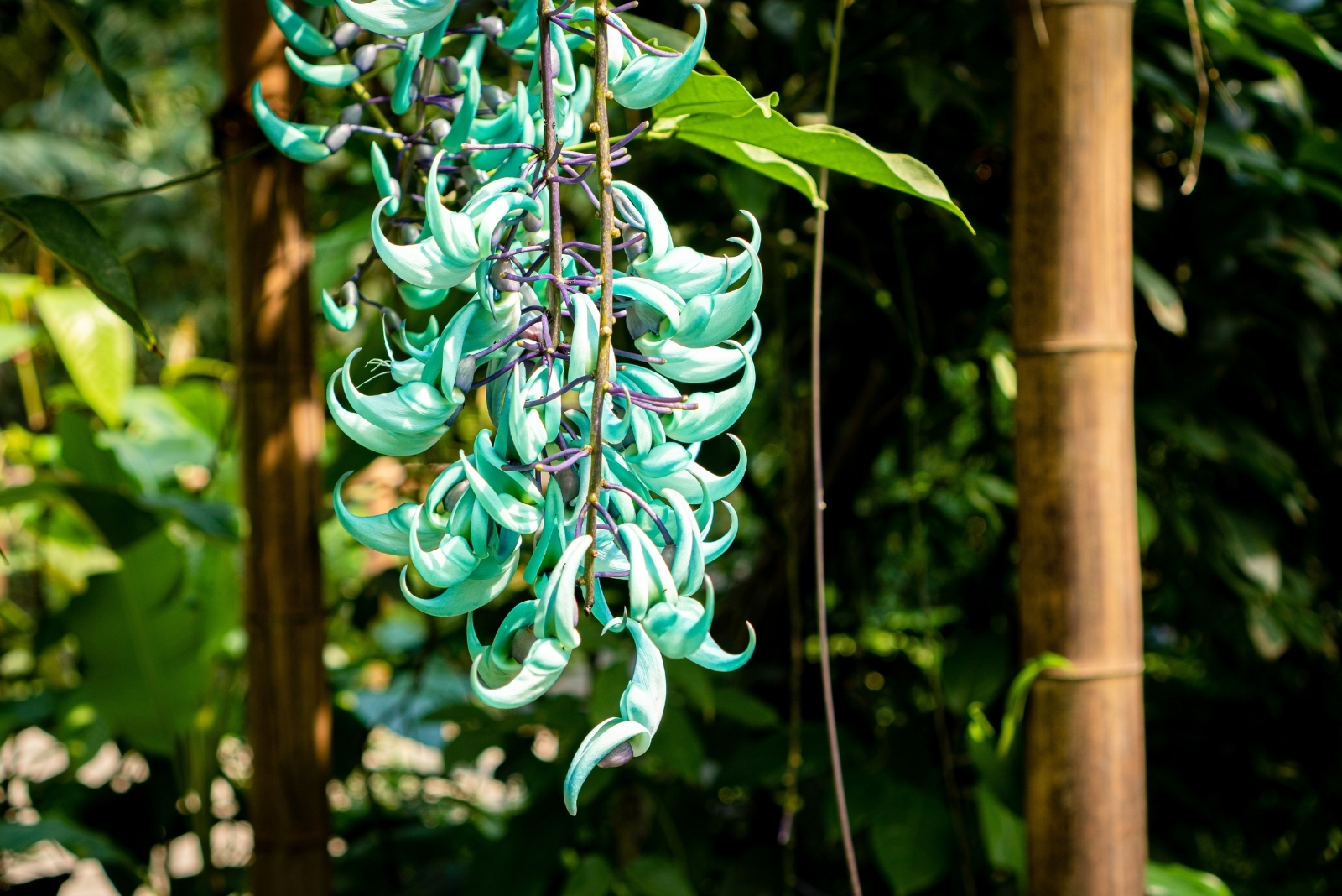 America’s Largest Botanical Garden In New York Showcases Stunning Plants