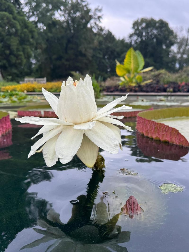 Giant Water Lily