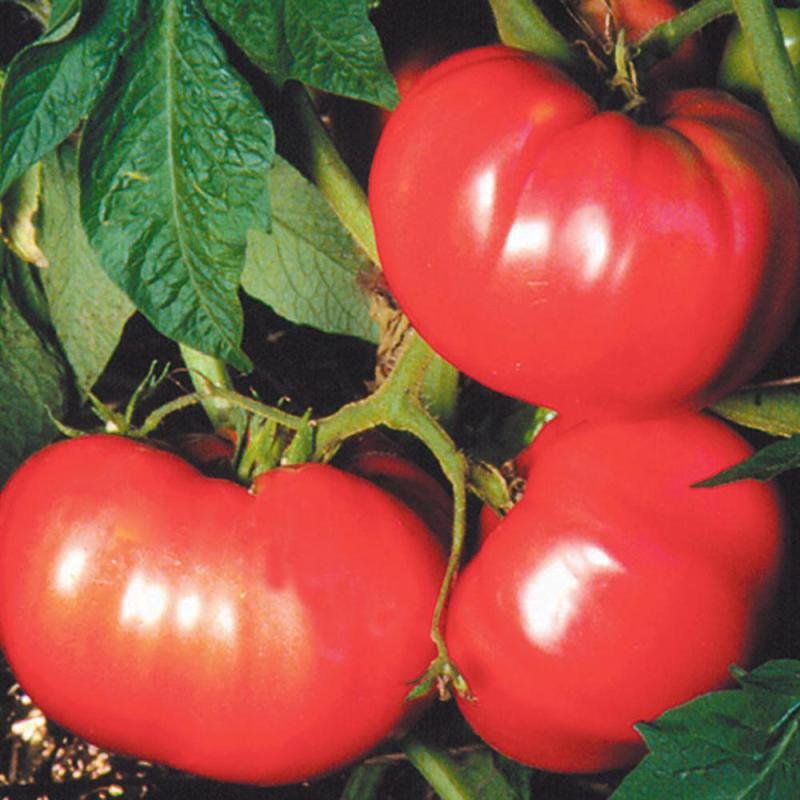 Heirloom Tomato Varieties Preserving Family Legacies
