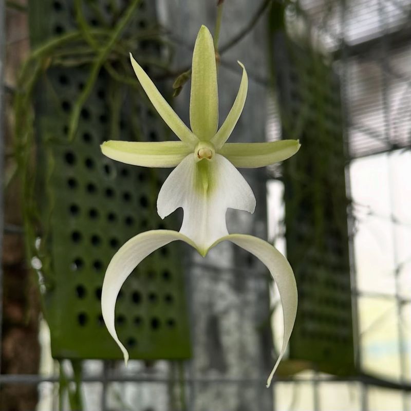 Ghost Orchid