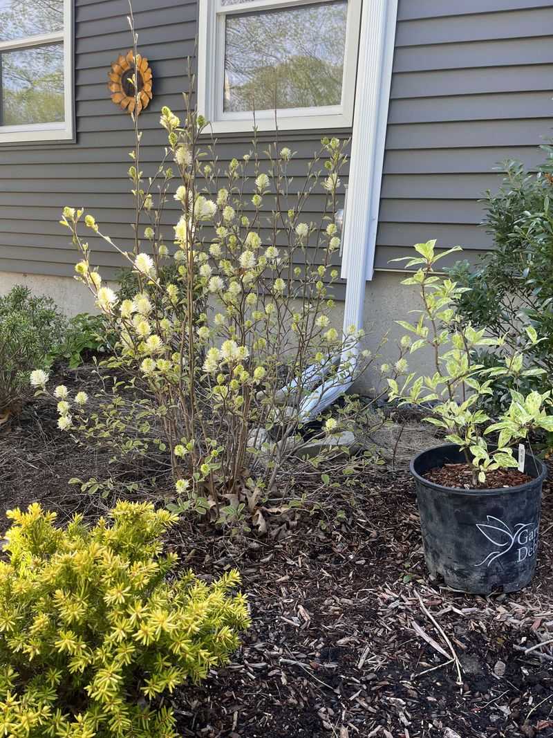 Fothergilla