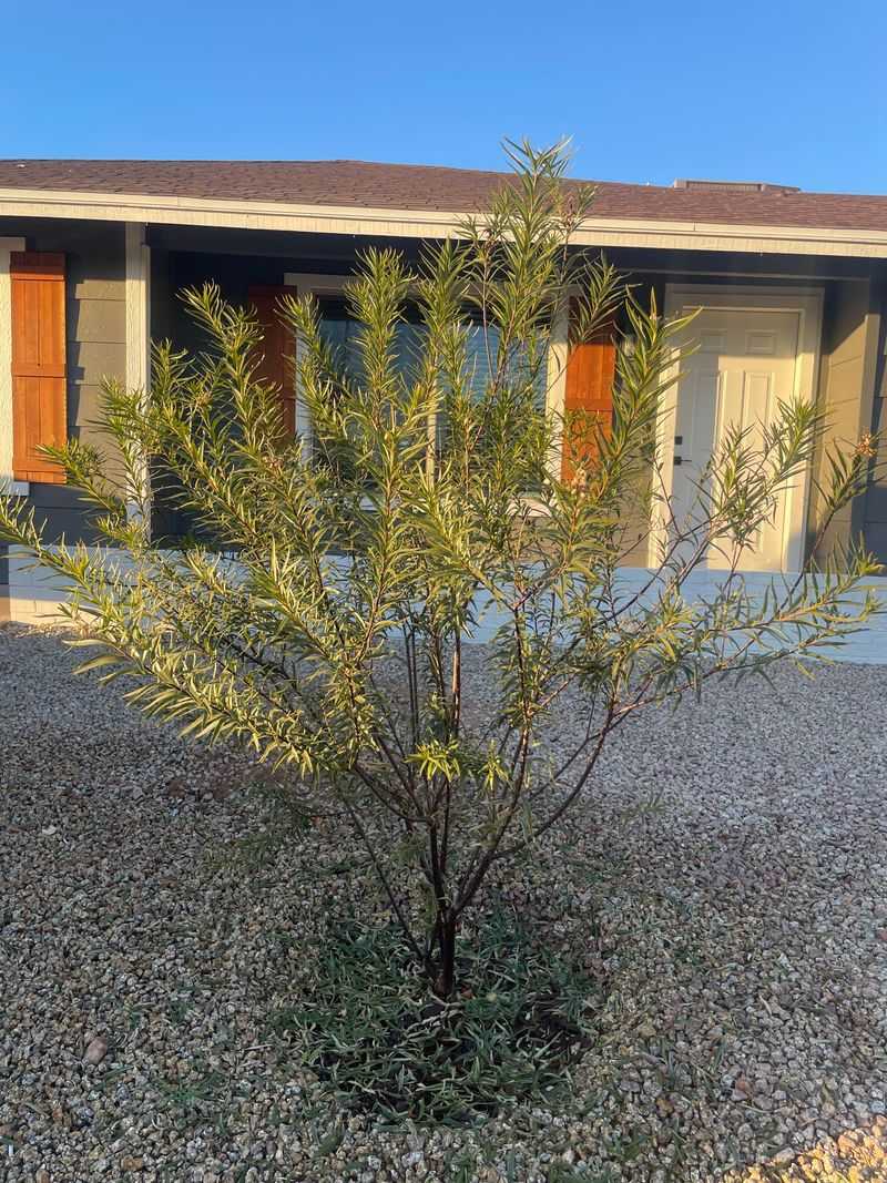 Desert Willow