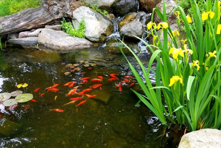 koi pond japanese garden (featured image)