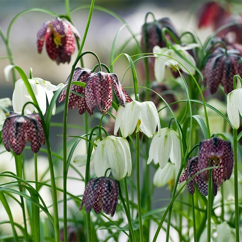 Fritillaria: Exotic Checkered Beauties