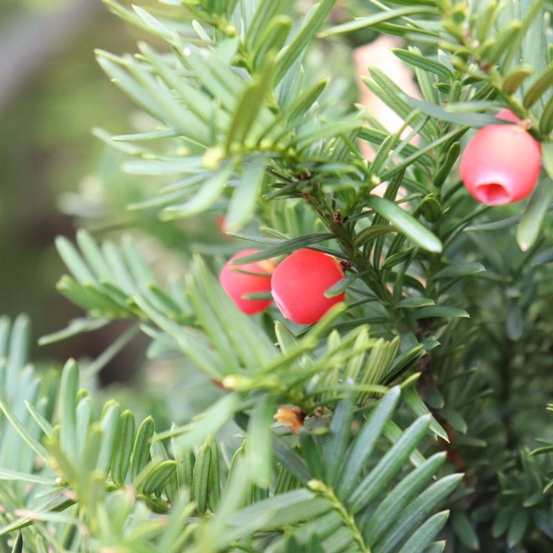 English Yew: Ancient Poison, Modern Threat