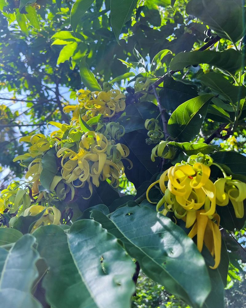 Ylang-Ylang