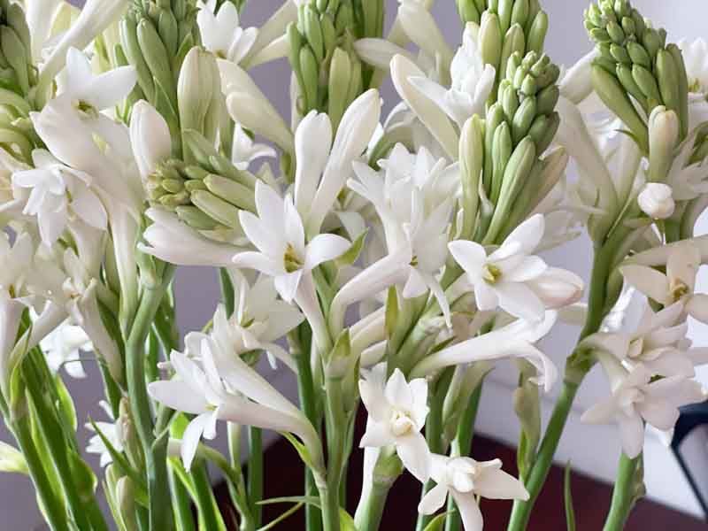 Tuberose: Sultry Summer Night Scent