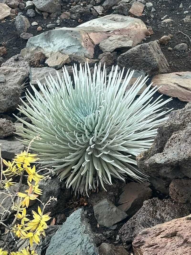 Silver Sword Agave Arrangements