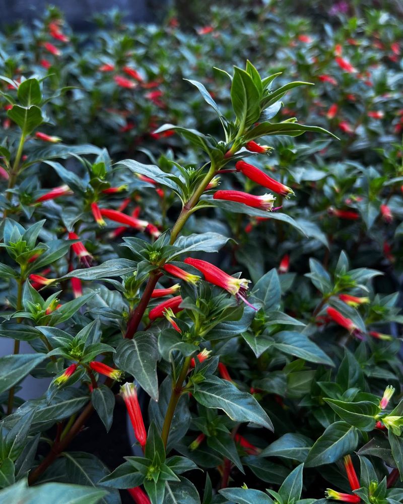 Mexican Cigar Plant