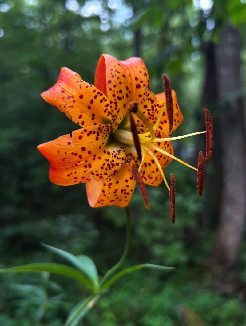 Turk's Cap Lily's Nodding Elegance