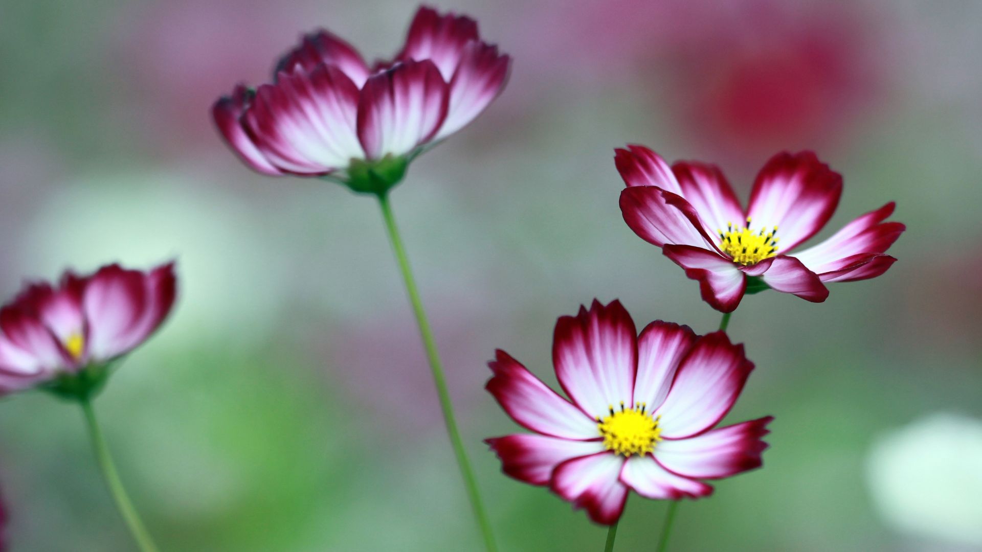 cosmos