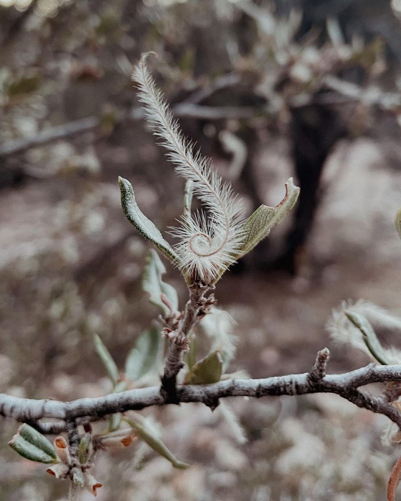 Curl-leaf Mountain Mahogany