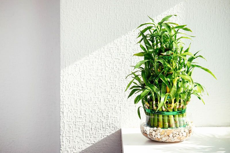 Lucky Bamboo