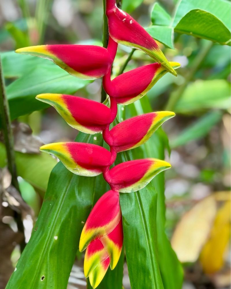 Heliconia