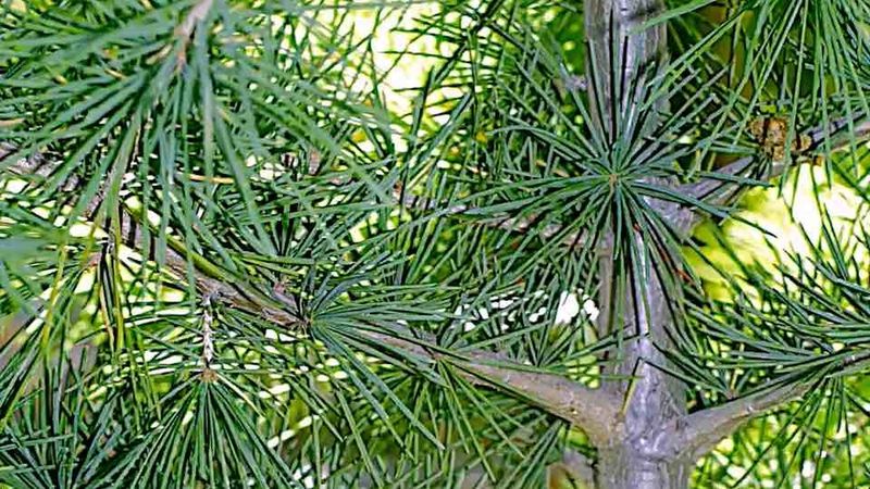 Choosing Naturally Long-Lasting Species