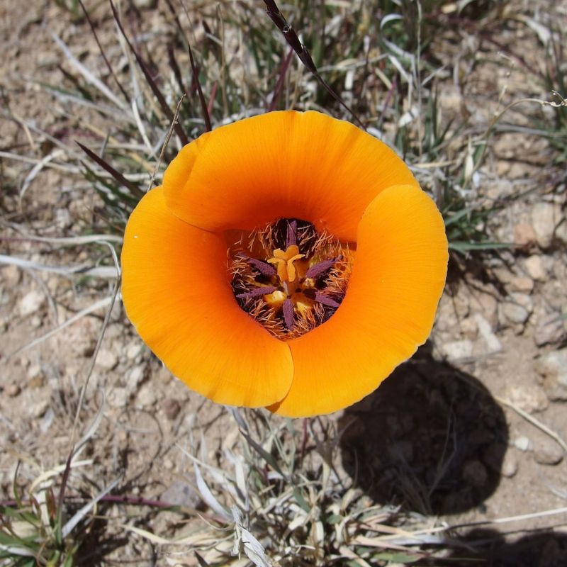 Desert Mariposa Lily