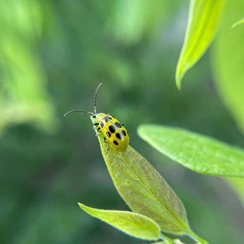 Cucumber Beetles