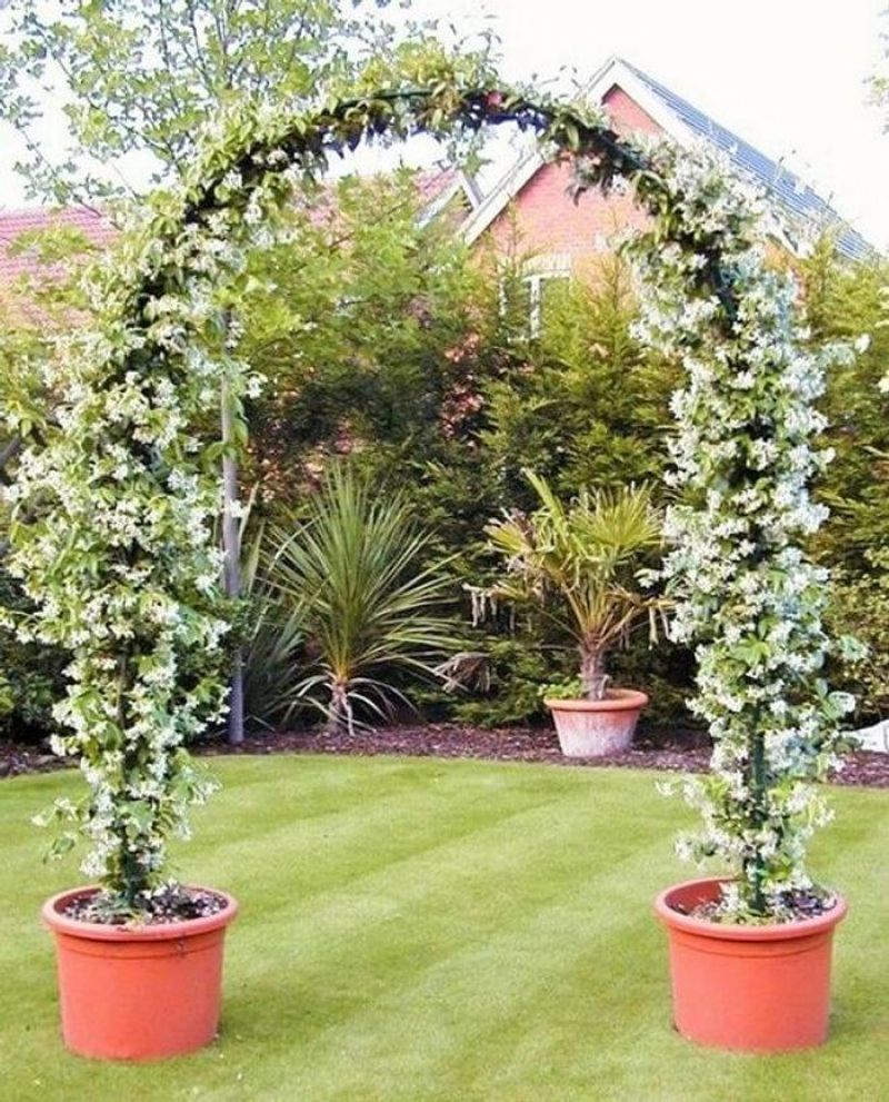 Jasmine