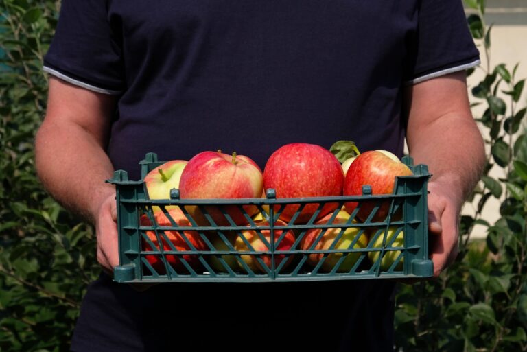Farmer holding a plastic crate with freshly picked apples