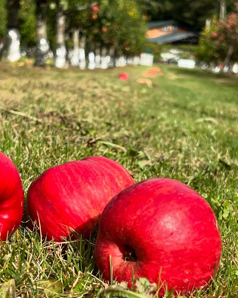 Cashmere's Heritage Harvest Days