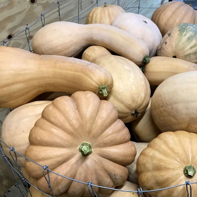 Squash Curing