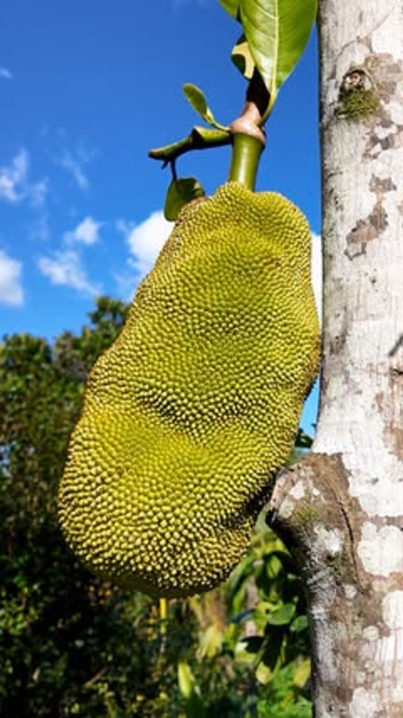 Jackfruit